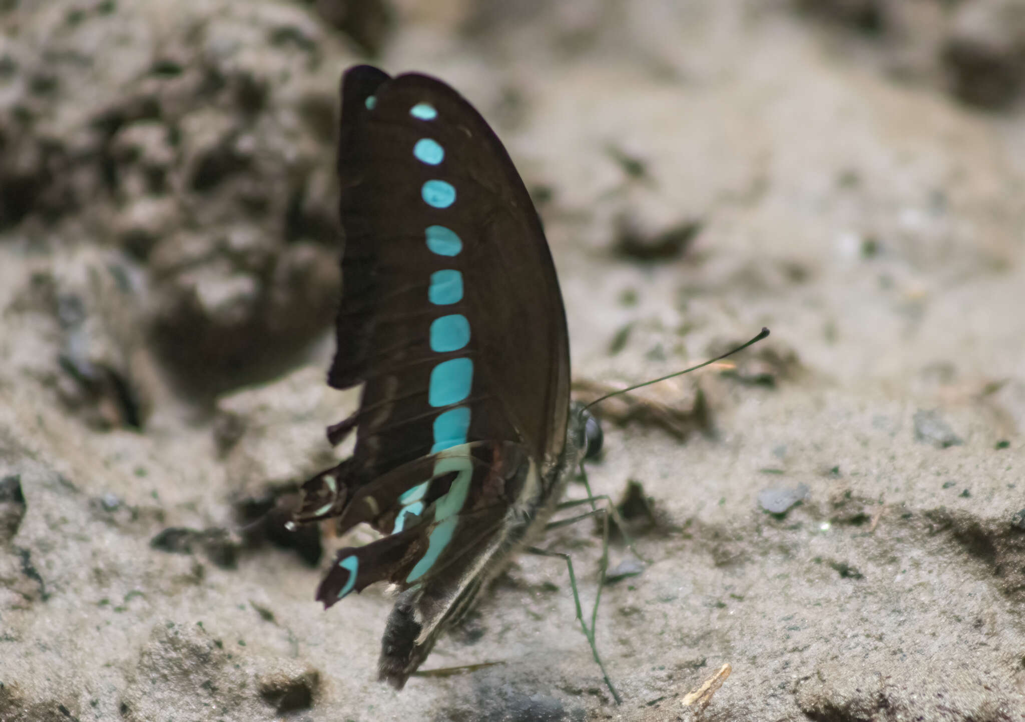 Image of Graphium milon (Felder & Felder 1864)