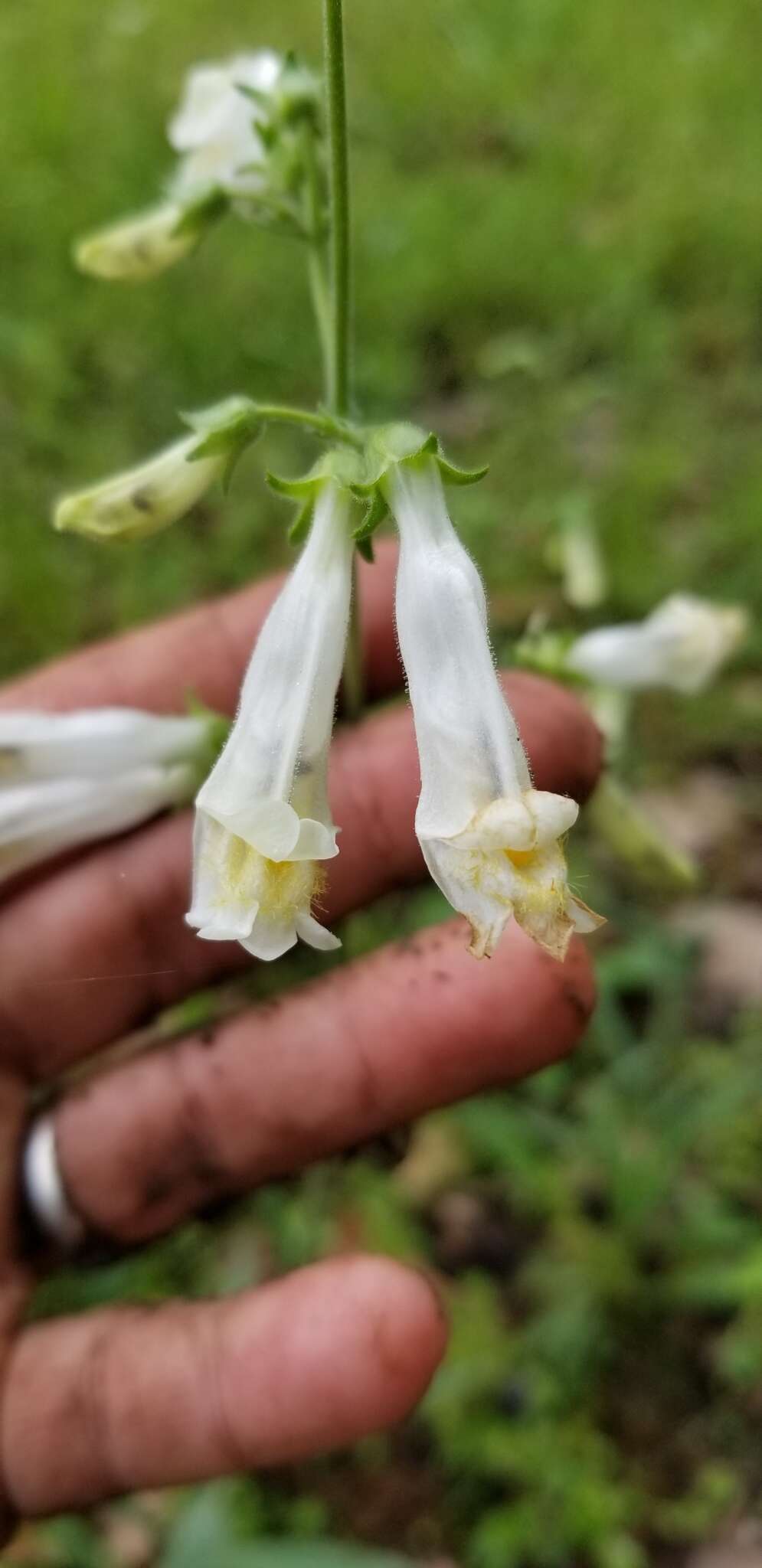 Image of Oklahoma beardtongue