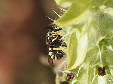 Image of Stelis signata (Latreille 1809)