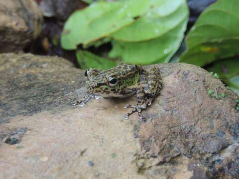 Image of Peninsular Torrentfrog