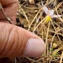 Imagem de Oxalis falcatula Salter