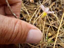 Image de Oxalis falcatula Salter