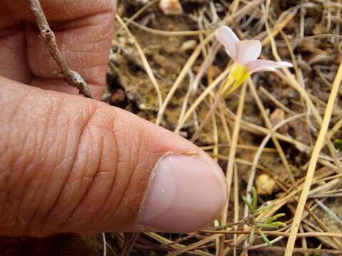 Image de Oxalis falcatula Salter