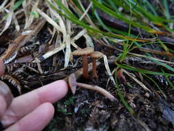 Hygrocybe lilaceolamellata (G. Stev.) E. Horak 1971的圖片