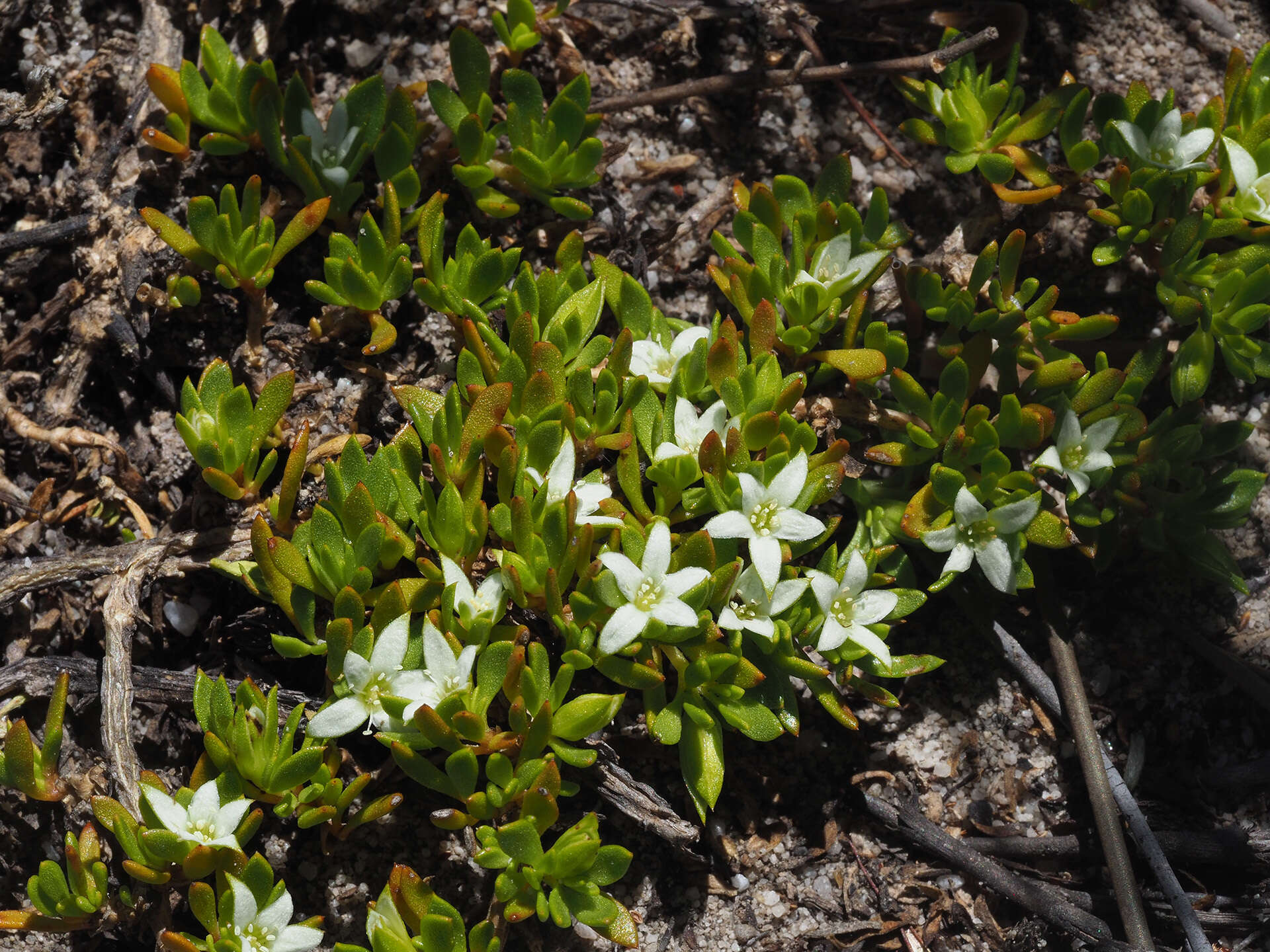 Image of Acrosanthes humifusa (Thunb.) Sond.