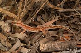 Image of Beaded Gecko