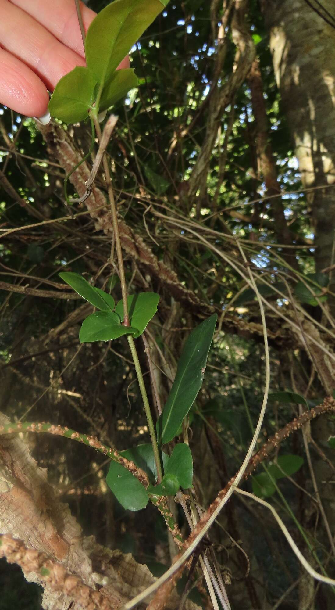 Image of Rhoicissus sessilifolia E. Retief