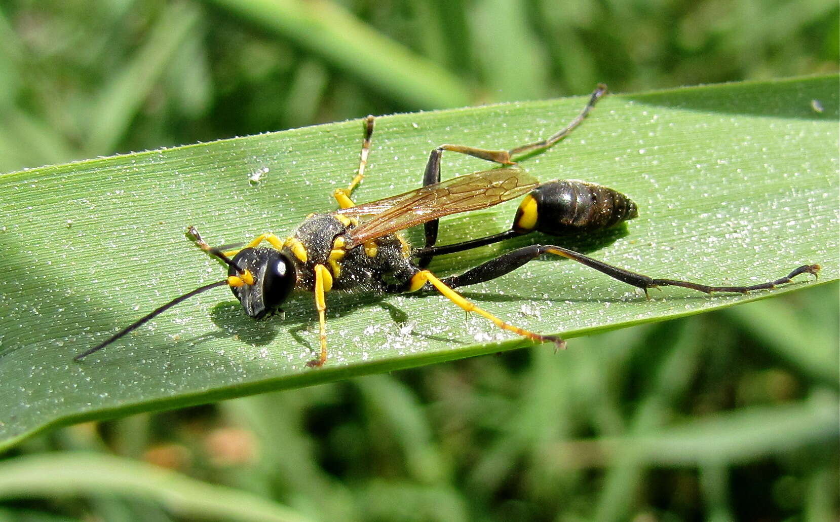 Image of Sceliphron assimile (Dahlbom 1843)