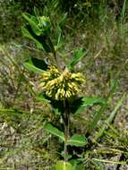 Image of pineland milkweed