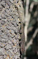 Image of Namaqua Day Gecko