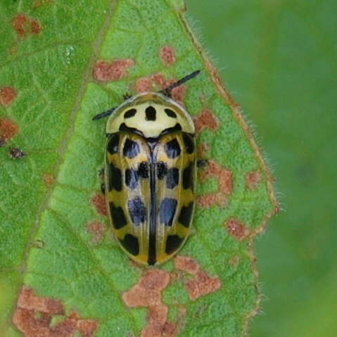 Слика од Eurypedus peltoides Boheman 1854