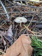 Clitocybe salmonilamella H. E. Bigelow 1976 resmi