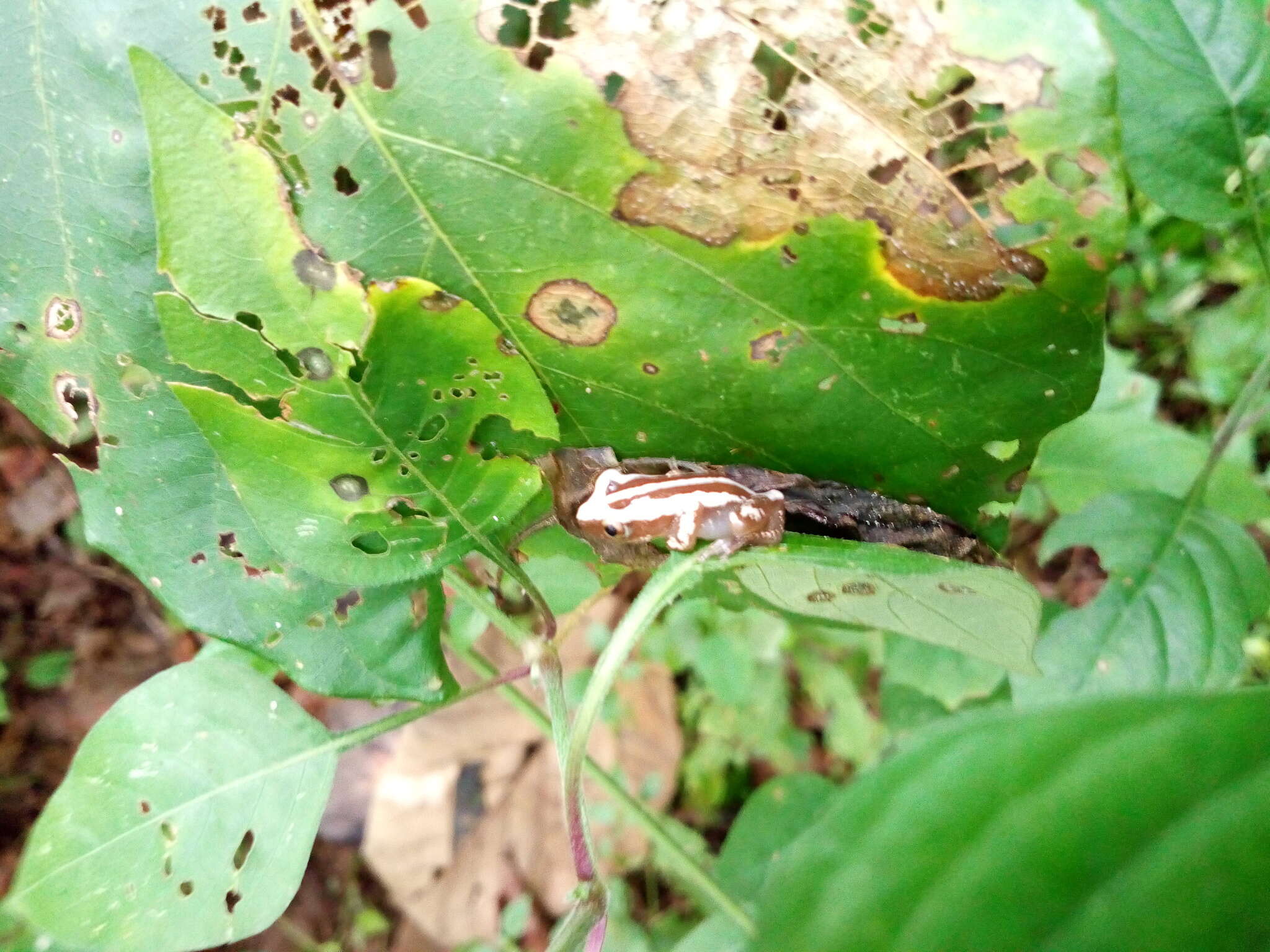 Image of Brown Banana Frog