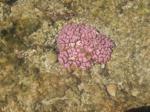 Image of Cauliflower Coral