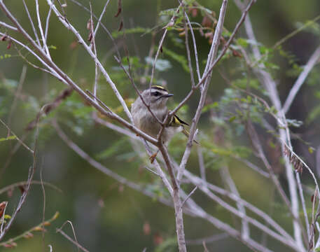 Image of goldcrests and kinglets