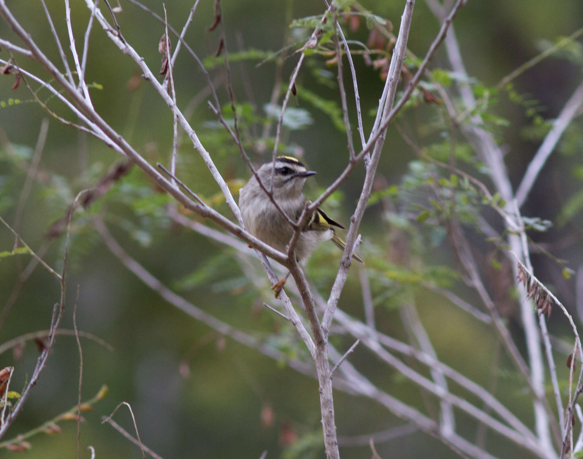 Sivun Regulidae kuva