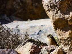 Imagem de Troglodytes aedon atacamensis Hellmayr 1924