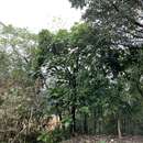 Image de Artocarpus treculianus Elmer