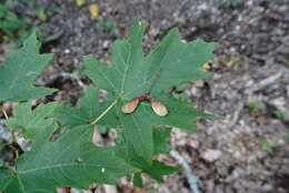 Acer hyrcanum subsp. stevenii (Pojark.) E. Murray的圖片