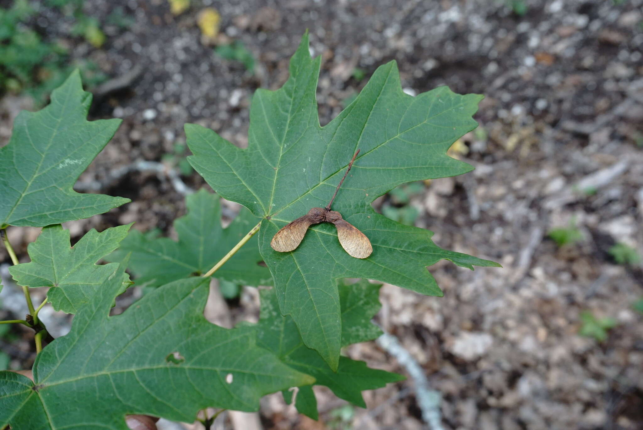 Acer hyrcanum subsp. stevenii (Pojark.) E. Murray的圖片