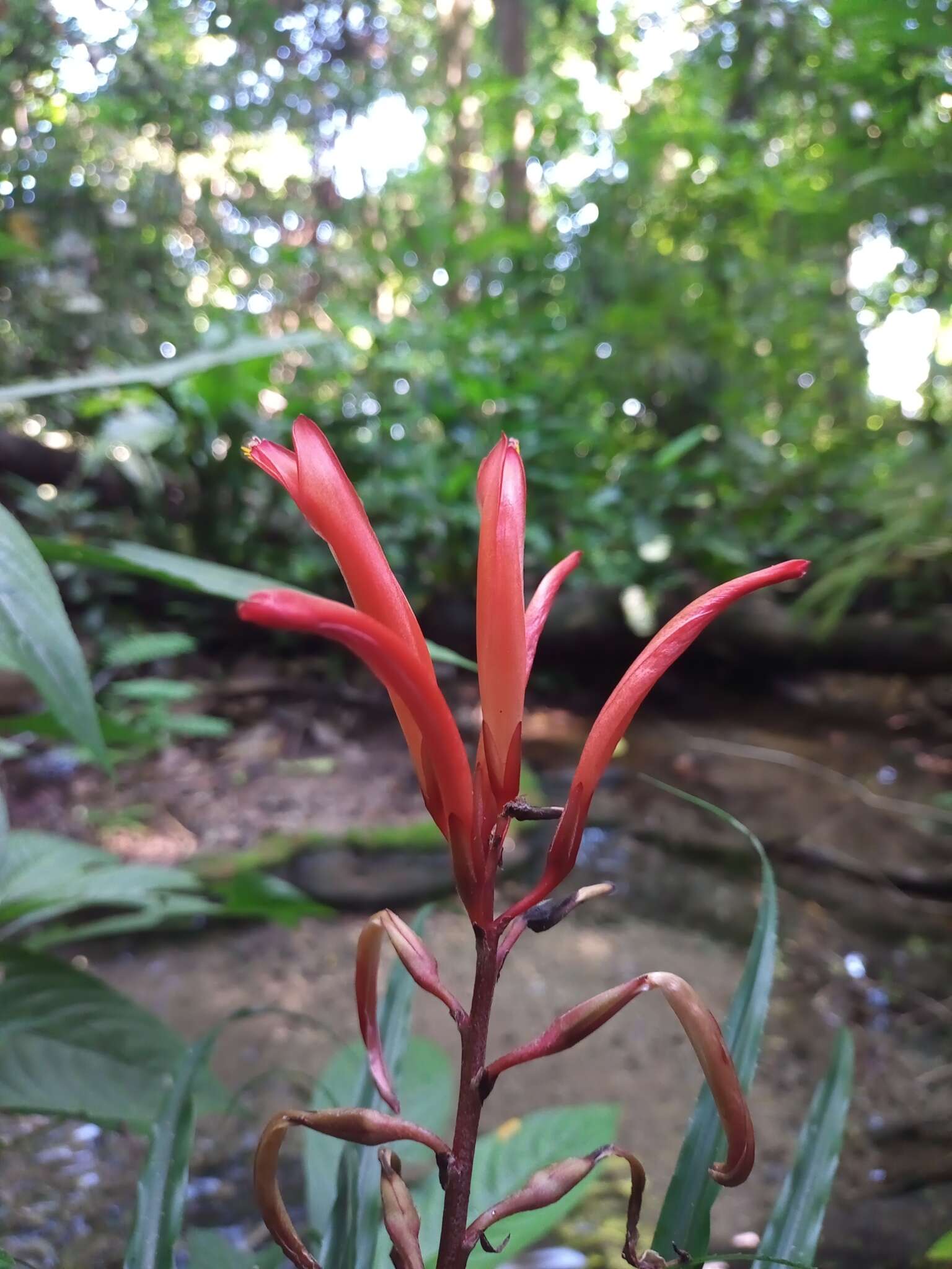 Image of Pitcairnia punicea Scheidw.