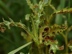 Imagem de Puccinia punctiformis (F. Strauss) Röhl. 1813