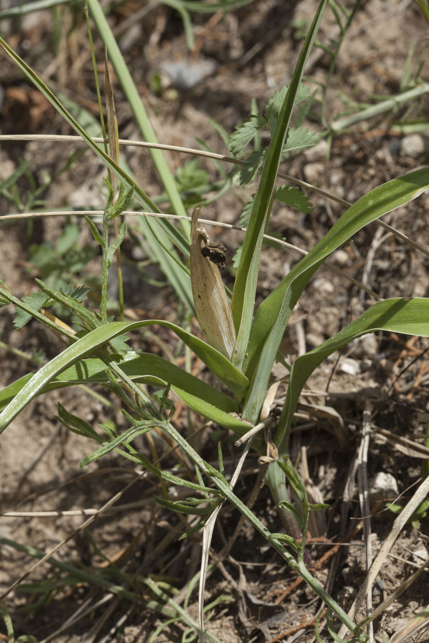 Iris orchioides Carrière的圖片