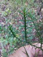 Image of Bailey's Cypress Pine