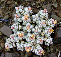 Image of Crassula corallina Thunb.