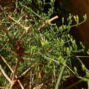 Image of Ephedra alata subsp. alenda (Stapf) Trab.