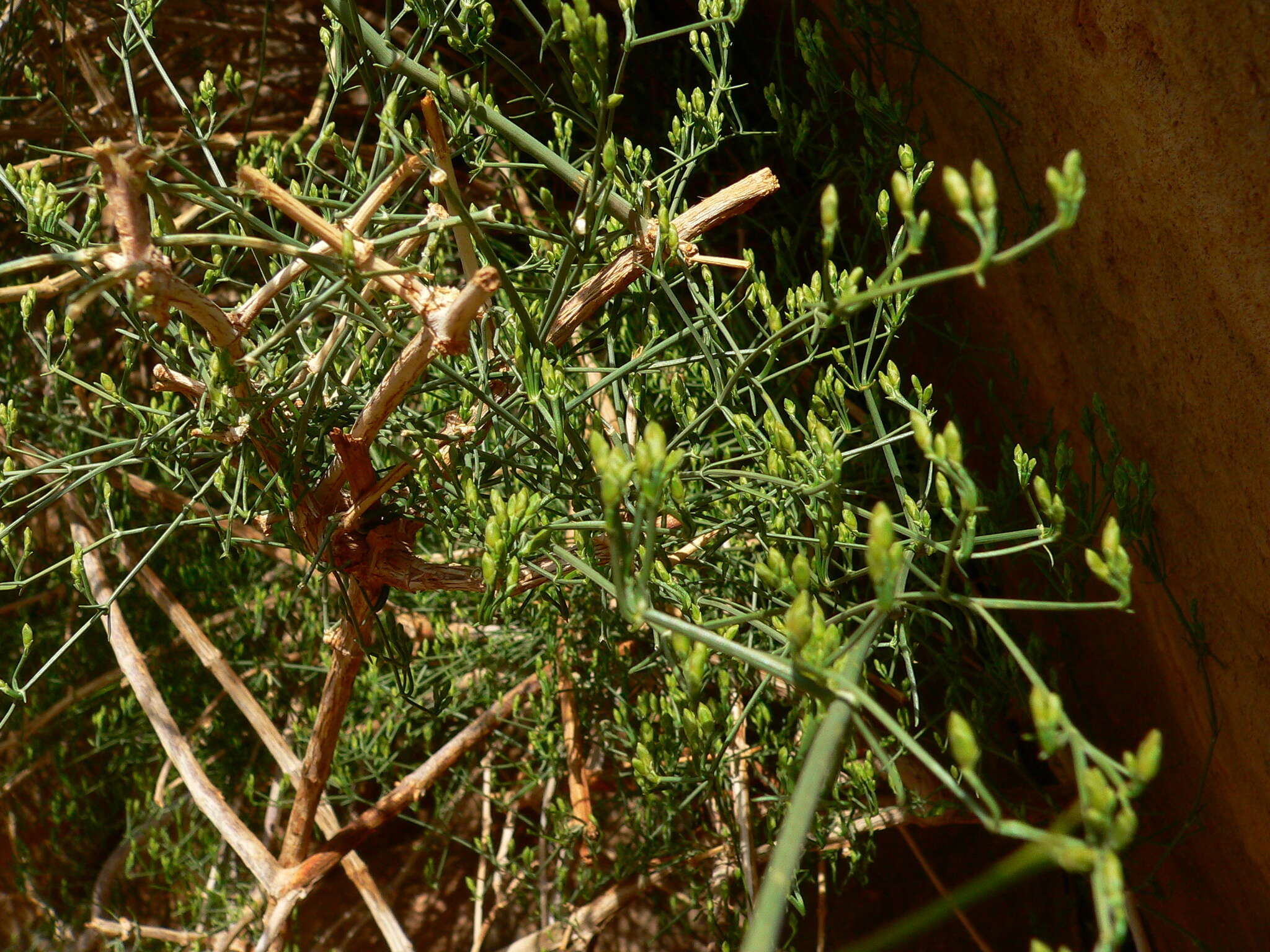 Ephedra alata subsp. alenda (Stapf) Trab. resmi