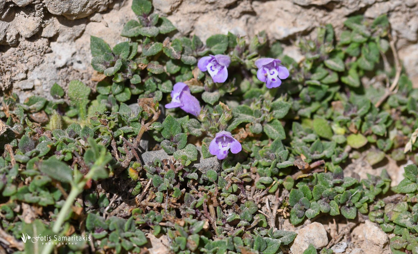 Image of Clinopodium alpinum subsp. meridionale (Nyman) Govaerts