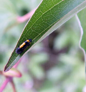 Ptosima gibbicollis (Say 1823)的圖片