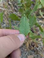 Image of Hazardia squarrosa var. squarrosa