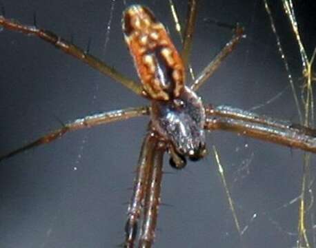 Image of Trichonephila senegalensis (Walckenaer 1841)