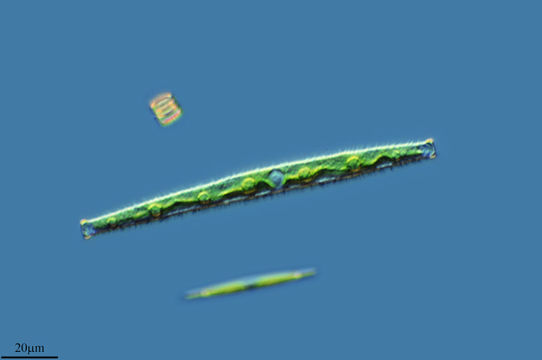 Image of <i>Gonatozygon brebissonii</i>