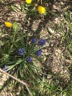 Imagem de Muscari botryoides (L.) Mill.