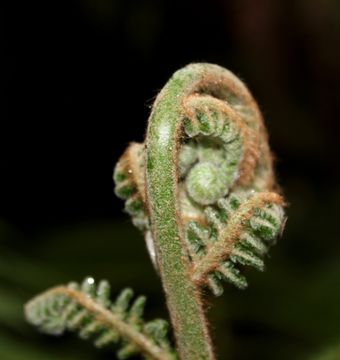 Image of <i>Dicksonia antarctica</i>