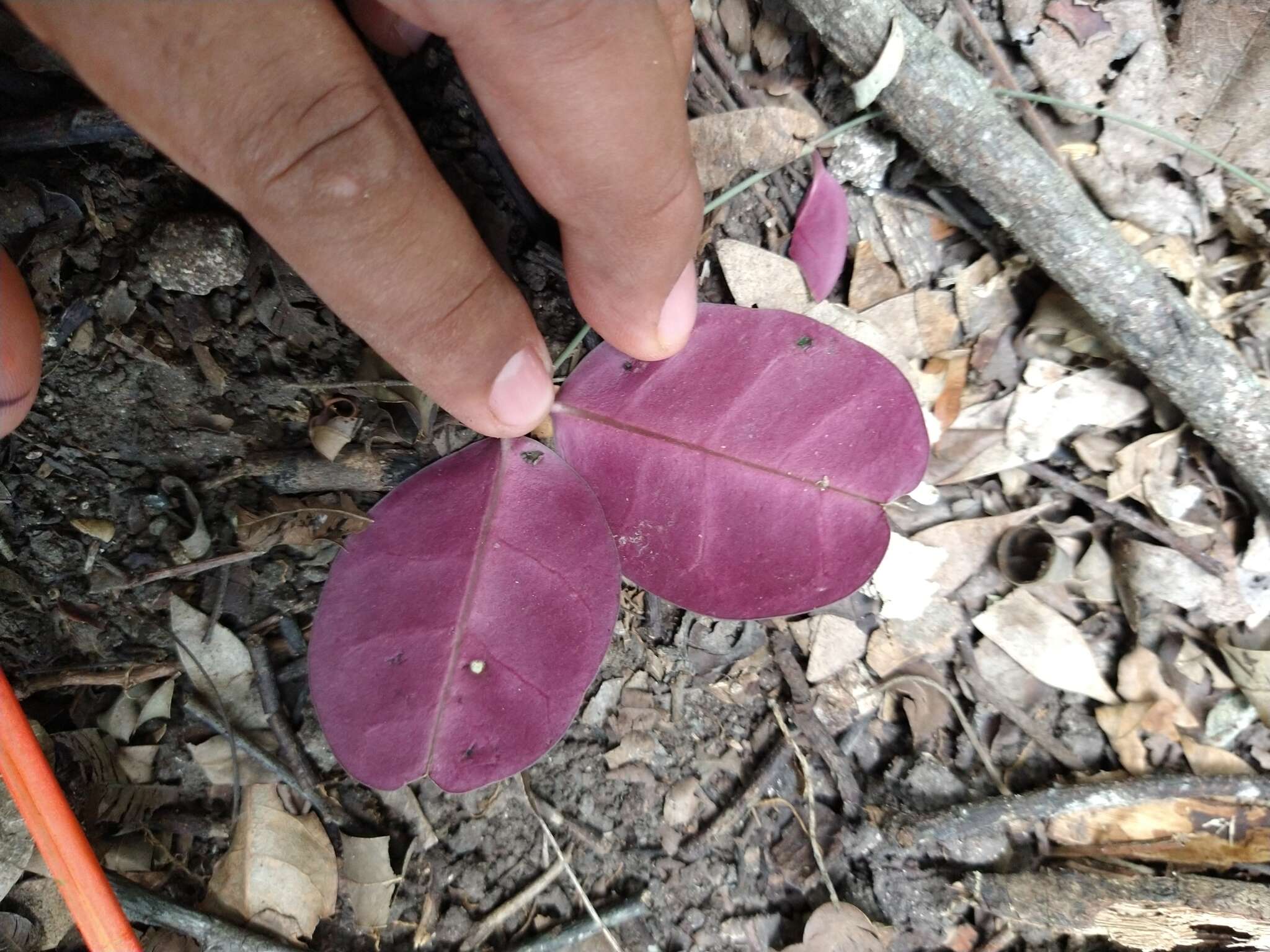 Image of Echites turrigera R. E. Woodson