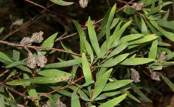 صورة Hakea salicifolia subsp. salicifolia