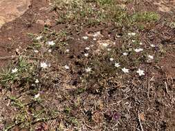 Image of slender stitchwort