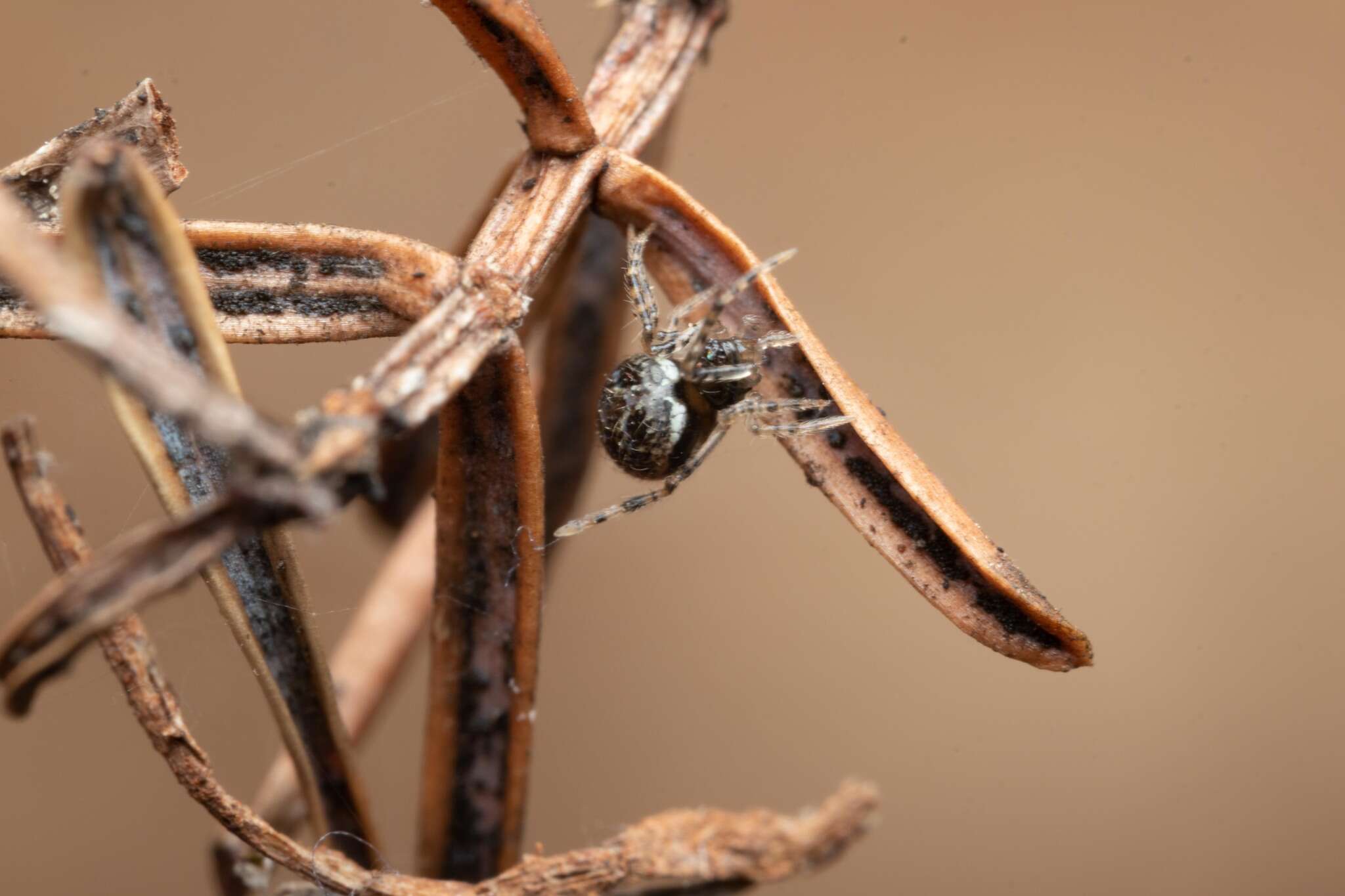 Image of Dipoena melanogaster (C. L. Koch 1837)