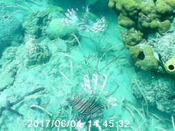 Image of Common lionfish