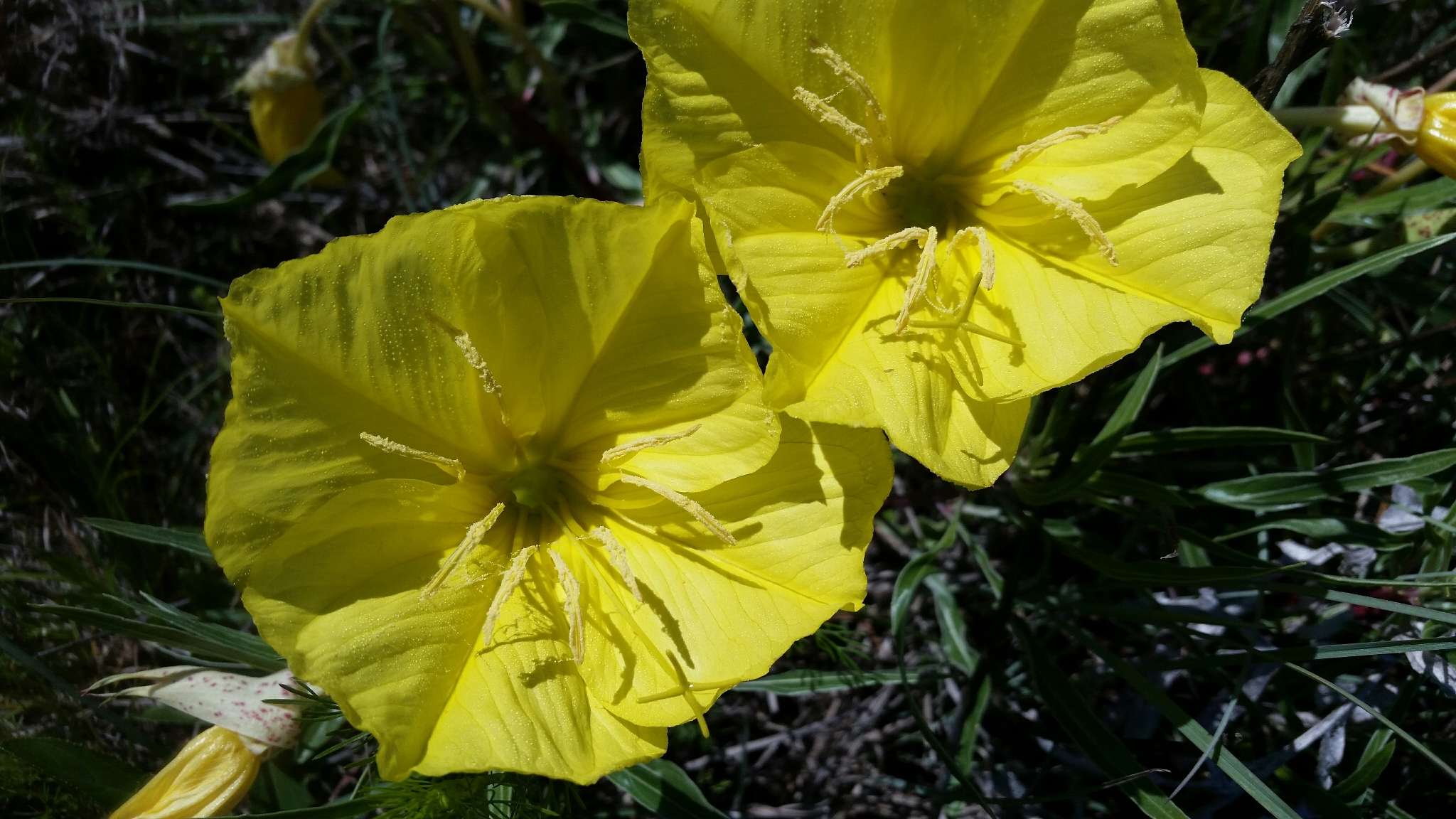 Oenothera macrocarpa Nutt. resmi