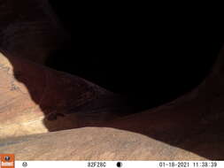 Image of Panamint Chipmunk