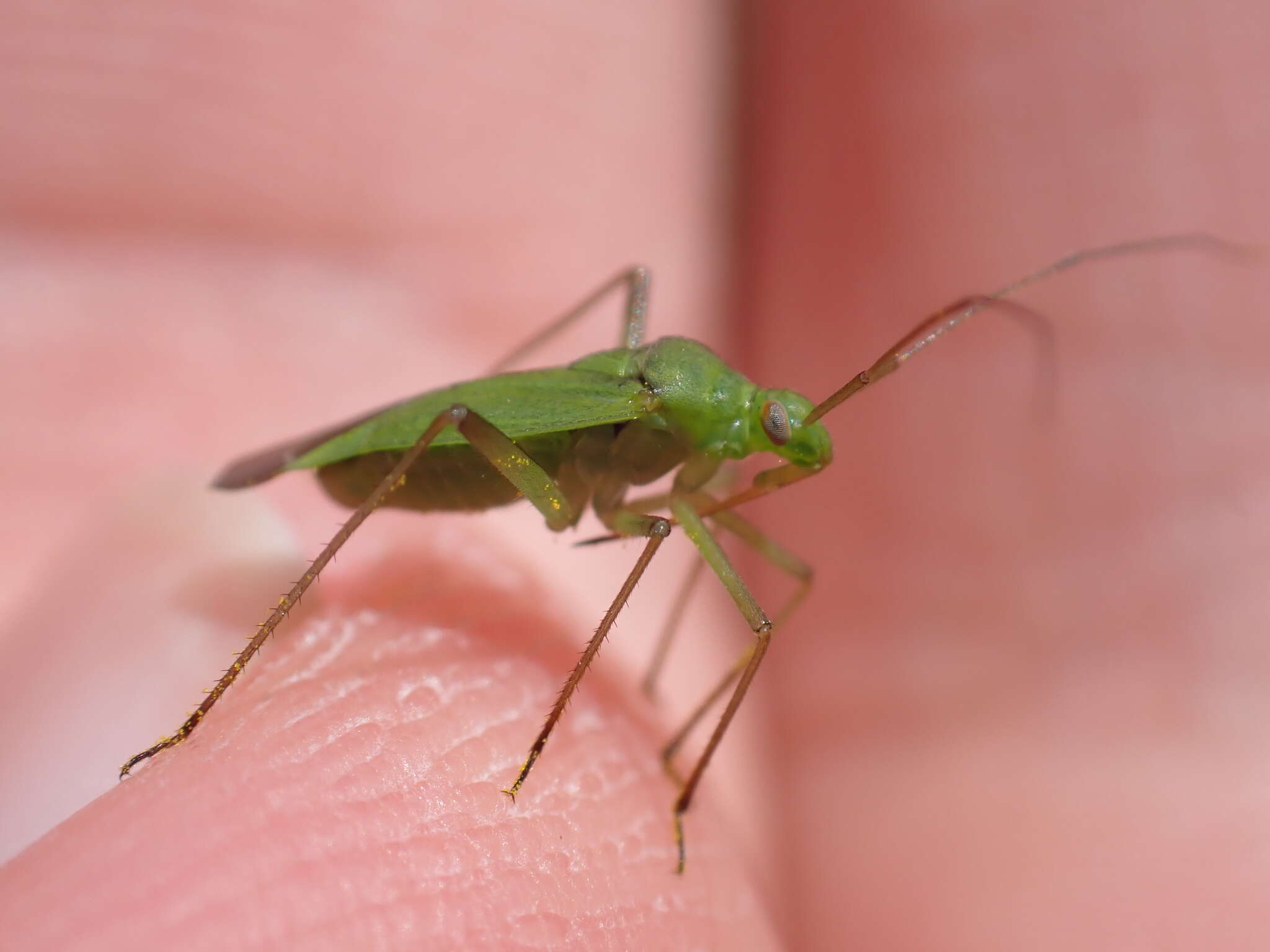 Image de Calocoris affinis (Herrich-Schaeffer 1835)