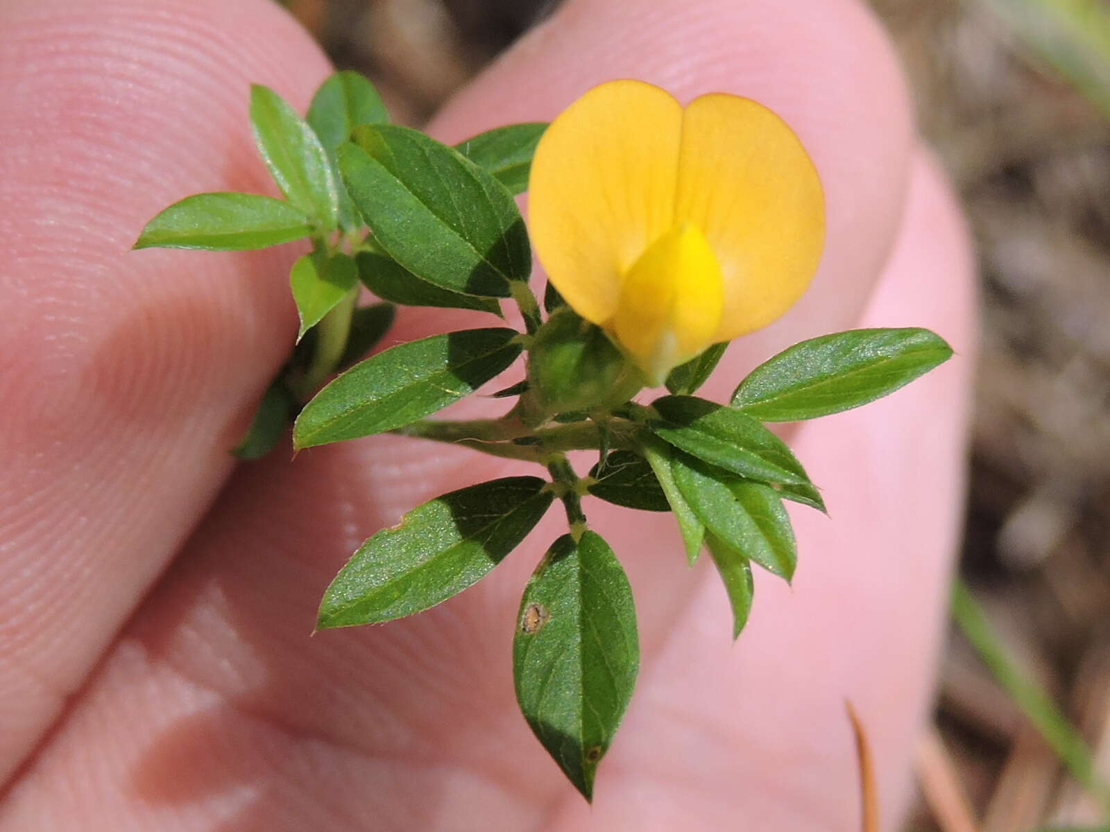 Image of sidebeak pencilflower