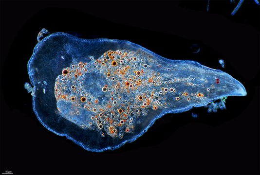 Image of Strongylostoma