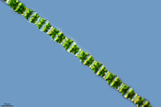 Image of <i>Bambusina borreri</i>