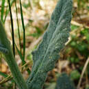 Image of Tephroseris longifolia (Jacq.) Griseb. & Schenk